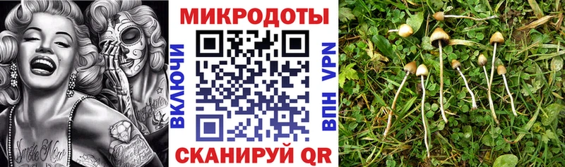 Купить где  Горняк  Галлюциногенные грибы мицелий 